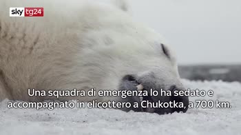 Salvato orso polare vagabondo in Russia