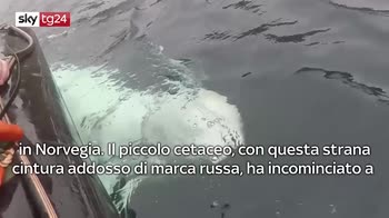 ERROR! Spy story, balena sospettata di essere una spia russa