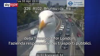 ERROR! Londra, Gabbiano atterra su telecamera monitoraggio traffico