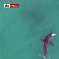 Great white hunts fish metres from surfers