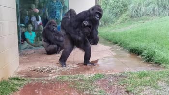 VIDEO Diluivio allo zoo, i gorilla scappano dalla pioggia