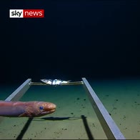 'Plastic bag' found at deepest point on Earth