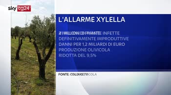 Xylella, danni per 1,2 miliardi