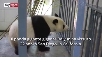 panda giganti tornano in Cina