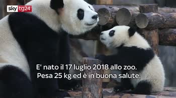 Totonome per il piccolo panda nello zoo di shangai