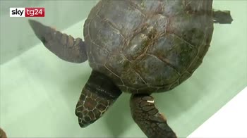 ERROR! Favignana, 50 tartarughe marine salvate in 3 anni