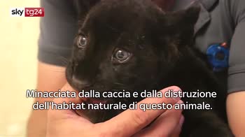 Raro cucciolo di giaguaro nero nato in Messico