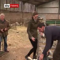 Shorn to be king: William shaves a sheep