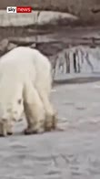Starving polar bear at Siberian garbage dump