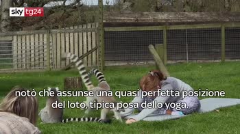 VIDEO. Nasce il Lemoga: yoga in compagnia di lemuri