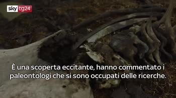 VIDEO: Ritrovate ossa di mammut nell'isola di Kotelny
