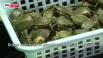 ERROR! VIDEO: In Malesia sequstrate 5.255 baby tartarughe