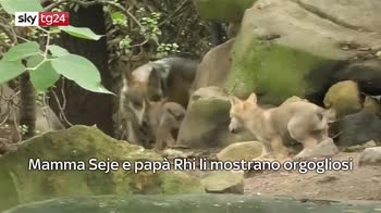 ERROR! VIDEO: Nello zoo di Città del Messico sono nati 6 cuccioli di lupo