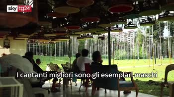 ERROR! VIDEO: A Singapore gara di canto per 150 zebra di colombe