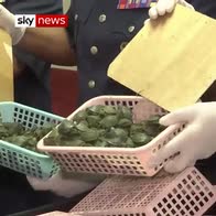 Over 5000 turtles seized at airport