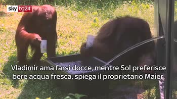 ERROR! VIDEO: Nello zoo a Vienna gli orangotanto fanno il bagno