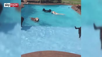 Il labrador Berkley festeggia il compleanno in piscina con i suoi amici. VIDEO