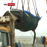 Minke whale caught after 30-year ban lifted