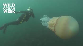 Cornovaglia, avvistata medusa grande quanto un uomo