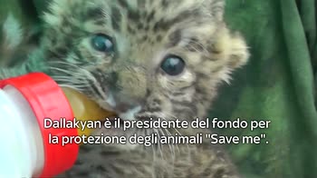 Video, Russia, leopardo abbandonato dalla madre salvato da animalista
