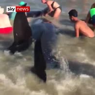 Holidaymakers rescue beached whales