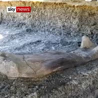 Two-meter long dinosaur bone found in France