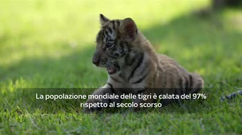 VIDEO Giornata mondiale della tigre, wwf punta a raddoppiare il numero degli esemplari entro 2022