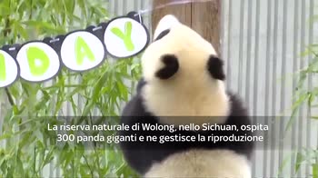 ERROR! Video panda Giganti primo compleanno