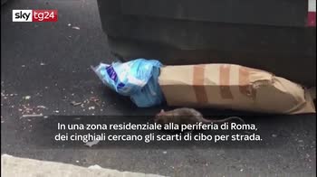 VIDEO. Roma, cinghiali frugano nell'immondizia