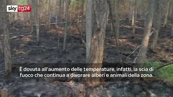 Incendi in Siberia, in fiamme oltre 3milioni di ettari di foresta