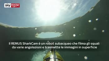 VIDEO. Robot subacqueo studia il comportamento degli squali elefante