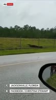 Alligator climbs a fence