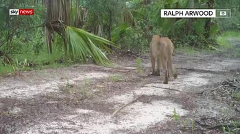Mystery illness hits Florida panthers