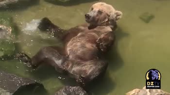 VIDEO Ecco come si rinfresca l'orso grizzly zoo Denver