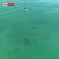 Great white shark circles near surfer