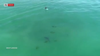 Great white shark circles near surfer