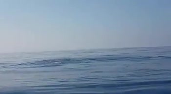 Delfino liberato: i salti di gioia della mamma. VIDEO