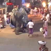 Elephant stampede injures 17 in Sri Lanka