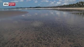 Brasile, petrolio sulla spiaggia: a rischio le tartarughe marine
