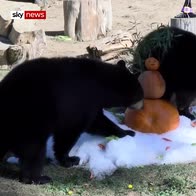 Zoo animals get pre-Halloween treats
