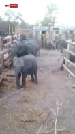 China-bound baby elephants held captive in Zimbabwe