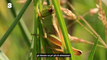 Piacere Maisano: La soluzione sono gli insetti