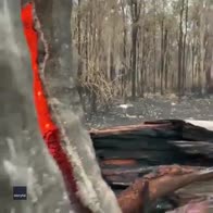 Australia: brucia un tronco d'albero, ma solo all'interno
