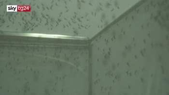 Zanzare modificate con batterio che blocca malattie