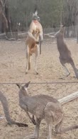 New South Wales, âscazzottataâ amichevole tra canguri