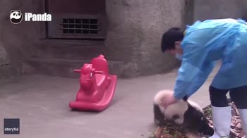 Cina, baby panda fa acrobazie su cavallo giocattolo