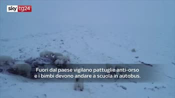 Gli orsi polari assediano per fame un villaggio della Russia