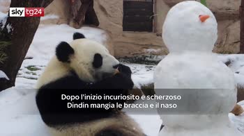 Panda Russo abbraccia pupazo di neve