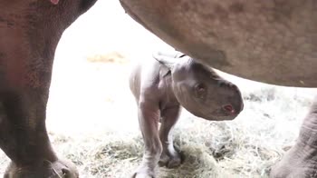 Baby rinoceronte nero nato allo zoo di Lansing, Michigan