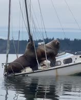 Usa, a Seattle la gita in barca di due leoni marini
